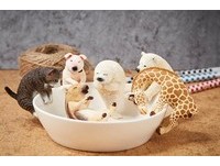 ▲Animal Life「Baby Hug愛抱抱」系列轉蛋（圖／翻攝自www.toy-people.com）