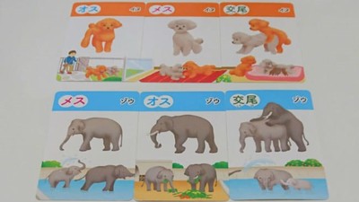 抽牌吧受精boy！日本用動物卡牌教性教育　網笑：根本遊戲王