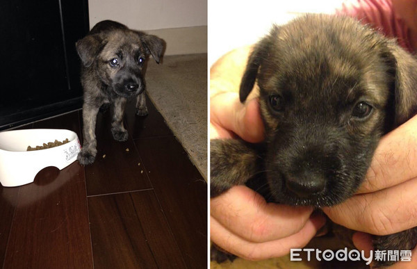 虎斑妹尿尿完,踏墊上踩乾淨進屋。(圖/飼主孫鈺婷提供,請勿隨意翻拍,以免侵權。)