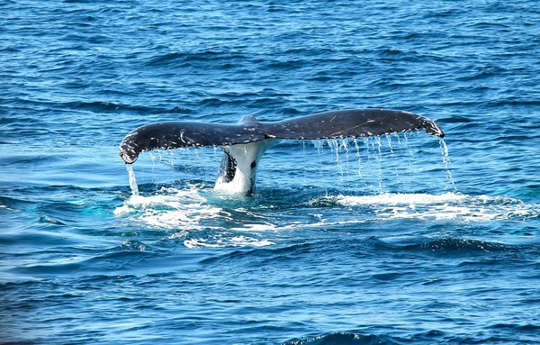 ▲▼鯨魚，藍鯨。（圖／取自免費圖庫pixabay）