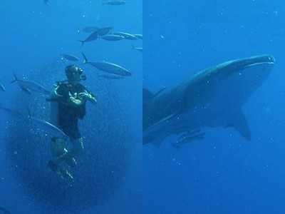 潛水員意外成「小魚救世主」！上萬魚群突包圍，成功逃過鯨鯊大嘴