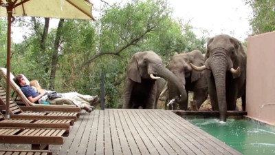三巨象路過飯店...鼻子伸進泳池「借喝一下水」　遊客冒冷汗裝沒事