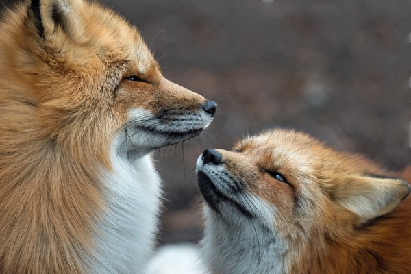 ▲▼科學家發現狐狸某些基因會讓狐狸比較溫馴。（圖／達志影像／美聯社）