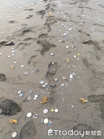 ▲▼錢幣水母入侵宜蘭外澳沙灘。（圖／Rising Sun Surf Inn提供，下同）