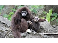 園方表示，白手長臂猿通常要到2歲才獨立，「阿寶原本就很貼心，變成單親爸爸1年來把寶寶照顧得很好。」