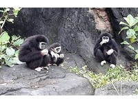 長臂猿單親爸爸阿寶。（圖／台北市立動物園提供）