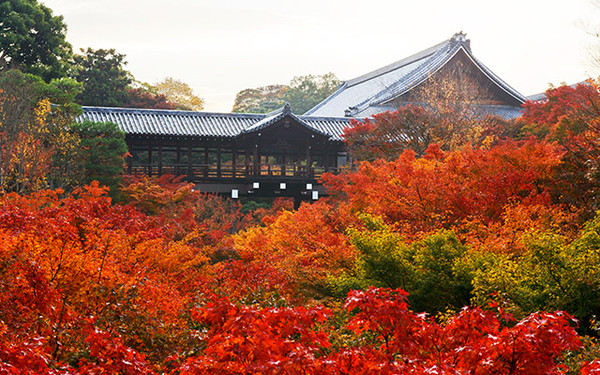 ▲到京都、和歌山拍絕美「楓」景照▼             。（圖/翔笙旅行社、shutterstock.com提供）