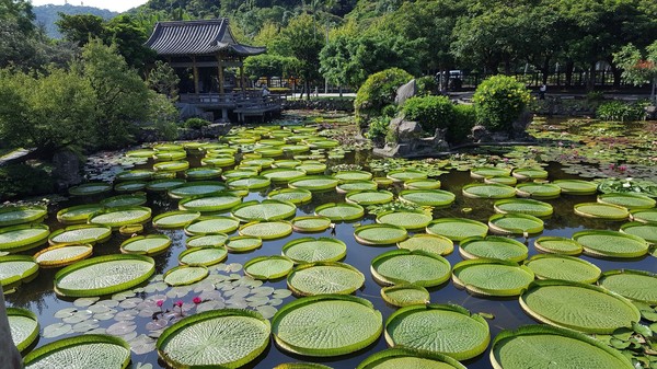 ▲「2018雙溪公園大王蓮乘坐活動」10日開放報名。（圖／北市公園處提供）