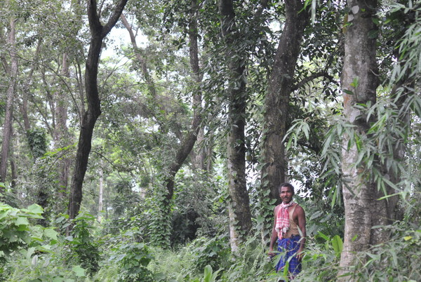▲▼印度男亞達夫(Jadav Payeng)過去近40年來，每天堅持種樹，最後成功種出一片森林。（圖／達志影像／美聯社）