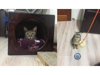 哥哥「毛克利」非常膽小也不喜歡被人抱，只有在聽見罐罐聲時才會立馬現身，Cai Rong Syu說，「牠的聲音跟外型不成正比，整個超級溫柔，而且最喜歡半夜跟妹妹瘋狂玩耍。」