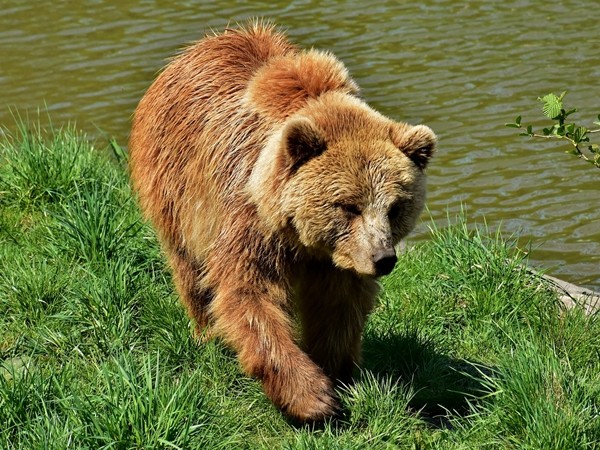 ▲歐洲棕熊。（圖／取自免費圖庫Pixabay）