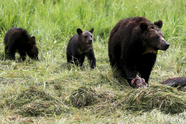 ▲阿拉斯加一頭母熊和兩隻熊寶寶，慘遭一對無良父子射殺。（示意圖／路透）