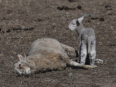 小羊守著母屍啜泣不走！綿羊攜子來不及走出乾旱平原　熱死倒地