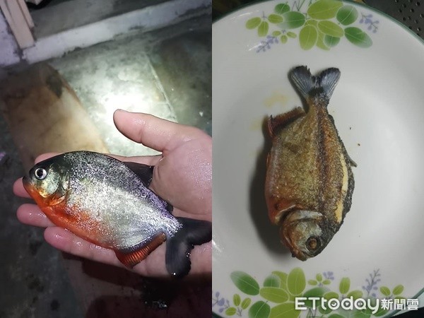 ▲▼食人魚停電突亡！他合掌「腹葬」乾煎入肚　曝口感：超好吃！。（圖／林姓網友授權提供）