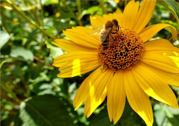 ▲法政府將於9月1日起全面禁止使用5種類尼古丁農藥，使蜜蜂數量銳減。（圖／免費圖庫／Prixabay）
