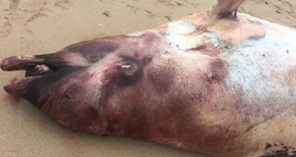 ▲8頭鯨屍被沖上愛爾蘭海岸，疑跟英國軍方在該地區用低頻聲納有關。（圖／翻攝自IWDG臉書)