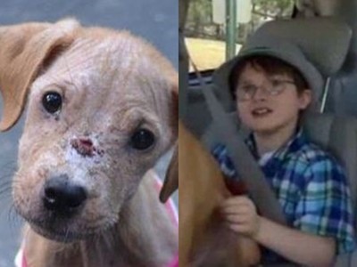 自閉童堅持救回「皮包骨流浪狗」！兩個月後…他們的模樣截然不同