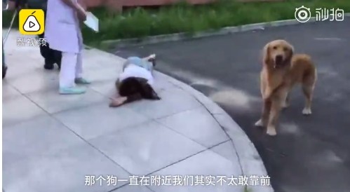 ▲▼黑龍江一名女子暈倒送醫，愛狗焦急跟隨「趴擔架關心」，最後破例一起登上救護車。（圖／翻攝《梨視頻》）