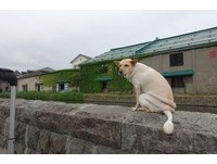 ▲汪「網美厭世臉」太專業...遊客衝來狂拍！　姐笑：早知收門票。（圖／可成友人罩提供）