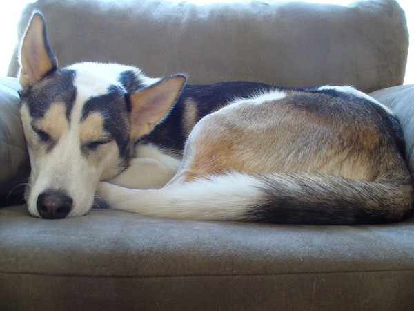 ▲狗狗,汪星人,睡覺,狐狸睡姿。(圖/取自免費圖庫Pixabay)