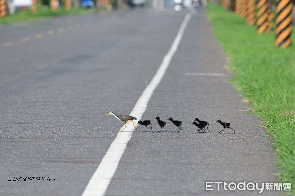 ▲白腹秧雞帶6幼雛過馬路。（圖／鳥友李進裕提供，請勿隨意翻攝）