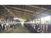 林鳳營牧場在場區架設600台大型涼風扇，定時開啟通風，在加上自動灑水器，幫乳牛降溫。