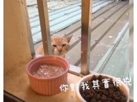 「回去沒多久，椪柑找到了我家不對外的窗戶。」施品希於是展開「窗口餵貓」的生活，每天都在窗邊放飼料、罐頭和乾淨的水。她說，椪柑其實對她很兇，「每次太慢放飯就會打到我見血，但是我還是樂此不疲。」