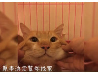 ▲「沒想過你會黏我」她天天窗口餵飯　超兇愛滋貓→好脾氣大叔。（圖／愛滋柑慰人生提供，下同）