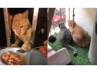 。獸醫指出，若給愛滋貓良好的照顧與環境，維持飽暖，不感冒、不受傷，保持好的免疫功能，多半可以終身不發病。對別人或其他動物也無害，只會透過「激烈打架」造成受傷或輸血而傳染