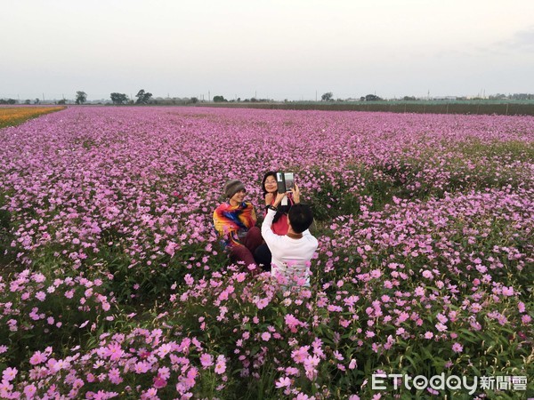 ▲雲林花海,波斯菊花海,孩沙里彩繪牆。（圖／記者陳涵茵攝）