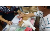 小白在診療過程中十分安靜與乖巧，不怕貓的人對牠愛不釋手。
