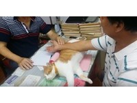 牠協助醫生幫忙把脈外，還任人隨意摸、隨便玩，許多人「因為牠」變成店裡的常客...儘管有時牠不爽會罷工。