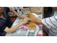 ▲胖橘當中醫助理！化身軟綿綿「把脈墊」，病人安撫：快好了啦～（圖／網友Bill Tang提供，請勿隨意翻拍，以免侵權。）