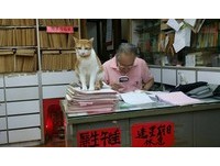 ▲胖橘當中醫助理！化身軟綿綿「把脈墊」，病人安撫：快好了啦～（圖／網友Bill Tang提供，請勿隨意翻拍，以免侵權。）