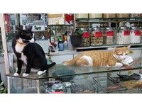 店裡還有另隻Q貓「阿Bi」，兩隻貓合在一起常嚇跑其它狗狗。