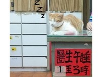 可愛的小白個性很溫馴，最喜歡的事情就是在醫生爸爸桌上睡午覺！