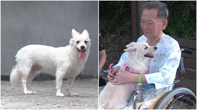 失智爺爺沒有回來　忠犬守家門不願離去　直到節目找上牠