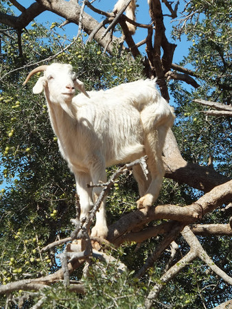 ▲北非摩洛哥山羊上樹。（圖／Weithenn Wang提供）