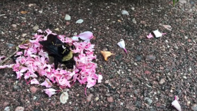 這是什麼儀式？螞蟻搬花瓣圍繞「熊蜂屍體」　畫面太淒美像辦喪禮