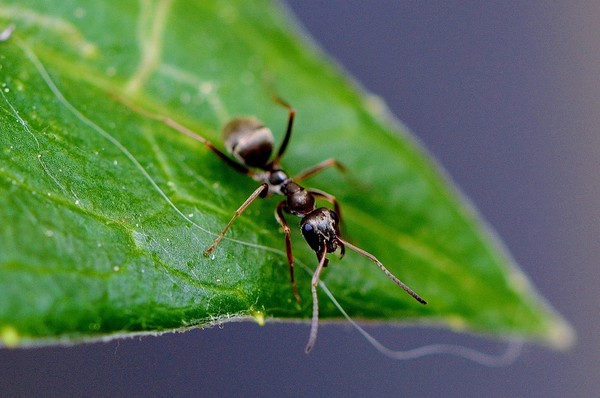 這是什麼儀式？螞蟻搬花瓣圍繞「熊蜂屍體」　畫面太淒美像辦喪禮（圖／免費圖庫pixabay）