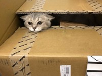 ▲楊樂多頭上被媽咪貼膠帶很生氣。（圖／楊小姐提供，請勿隨意翻拍，以免侵權。）
