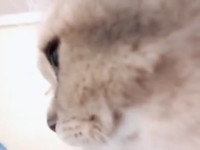 ▲楊樂多頭上被媽咪貼膠帶很生氣。（圖／楊小姐提供，請勿隨意翻拍，以免侵權。）