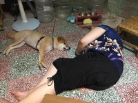 ▲曾禁止狗狗上床，如今阿嬤捨身躺地板陪柴睡。（圖／網友Chin-hsuan Dana Sun授權提供）