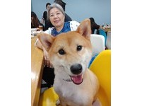 ▲曾禁止狗狗上床，如今阿嬤捨身躺地板陪柴睡。（圖／網友Chin-hsuan Dana Sun授權提供）