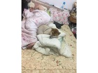 ▲曾禁止狗狗上床，如今阿嬤捨身躺地板陪柴睡。（圖／網友Chin-hsuan Dana Sun授權提供）