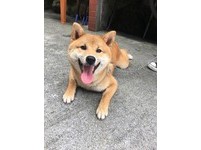 ▲曾禁止狗狗上床，如今阿嬤捨身躺地板陪柴睡。（圖／網友Chin-hsuan Dana Sun授權提供）