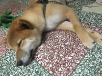 ▲曾禁止狗狗上床，如今阿嬤捨身躺地板陪柴睡。（圖／網友Chin-hsuan Dana Sun授權提供）