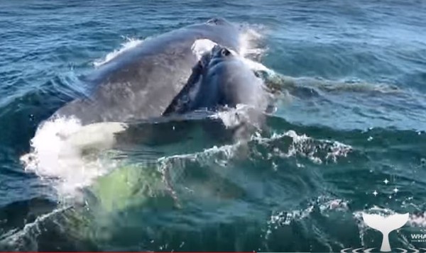 ▲▼鯨魚母子遭5雄鯨強逼交配 海豚群出手救援。（圖／翻攝自YouTube）