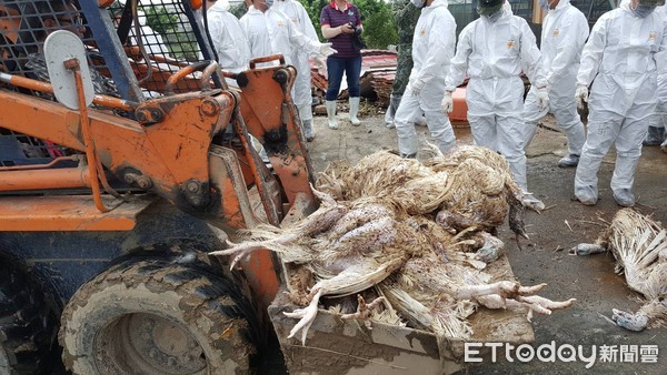 ▲豪雨成災淹死雞豬成山　國軍投入協助禽場消毒。（圖／記者陳駿豪翻攝）