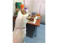 馬麻李沂瑾昨日在家擺了一桌便當、零食及飲料，來祭拜地基主，白柴恩恩看供品就定位後，立刻守在旁邊，認真的表情就像在說，「不要吵地基主吃飯，然後拜完記得賞我罐罐。」